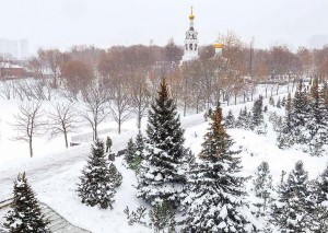 В Москве высадили 25 тысяч хвойных растений на вылетных магистралях