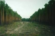 Рослесхоз и Росреестр будут вместе бороться с незаконной застройкой лесов