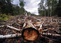 Рослесхоз: Застройка вырубленных участков леса в Подмосковье уголовно наказуема
